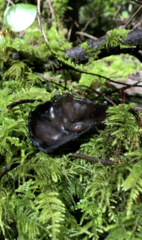 Pseudoplectania melaena