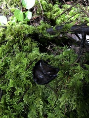 Pseudoplectania melaena
