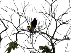 Cacicus cela