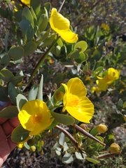 Dendromecon harfordii