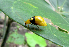 Monolepta oculata