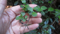 Coprosma rhamnoides