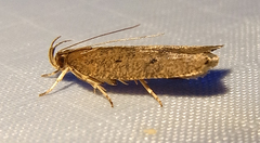 Psilocorsis reflexella