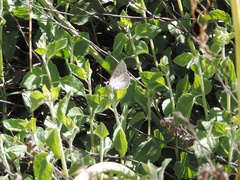 Tharsalea xanthoides