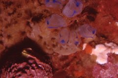 Clavelina australis