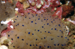 Clavelina australis