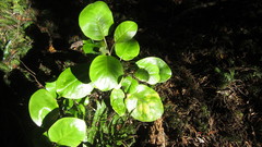 Brachyglottis rotundifolia