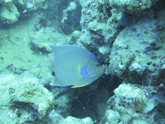 Holacanthus bermudensis