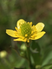 Ranunculus cantoniensis