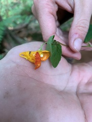 Impatiens capensis