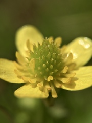 Ranunculus cantoniensis
