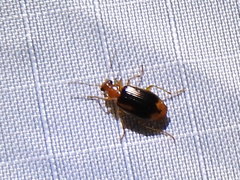 Lebia solea