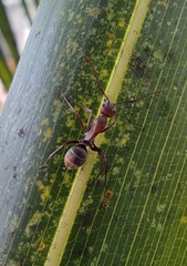 Camponotus rufoglaucus