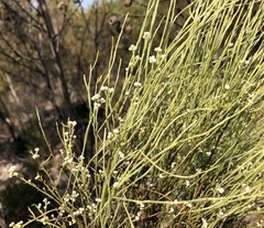 Choretrum glomeratum