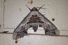 Imber tropicus