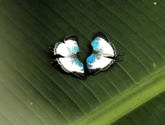 Laothus gibberosa
