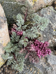 Lomatium minus