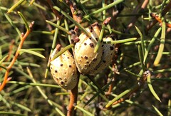 Hakea mitchellii