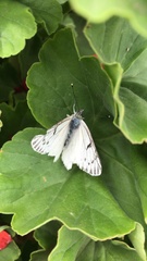 Tatochila mercedis mercedis