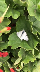 Tatochila mercedis mercedis