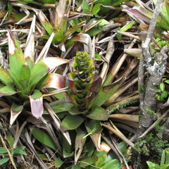 Guzmania squarrosa