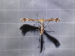 Dejongia lobidactylus
