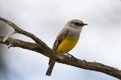 Eopsaltria griseogularis