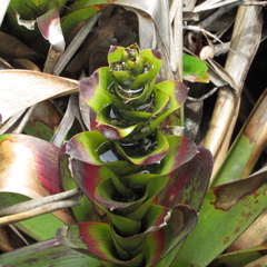 Guzmania squarrosa
