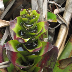Guzmania squarrosa