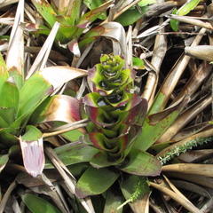 Guzmania squarrosa