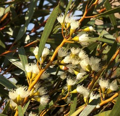 Eucalyptus leptophylla
