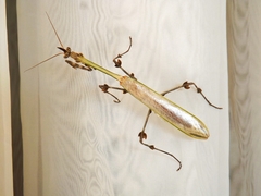 Zoolea lobipes