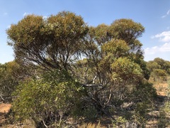 Eucalyptus leptophylla