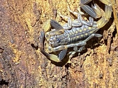 Reddyanus melanodactylus