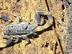 Reddyanus melanodactylus