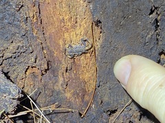 Reddyanus melanodactylus