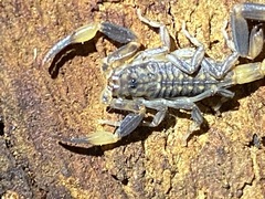 Reddyanus melanodactylus