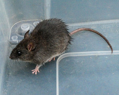 Rattus fuscipes
