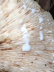 Lactifluus albopicrus