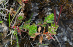 Epilobium denticulatum