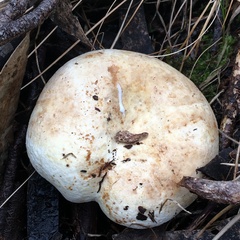 Lactifluus albopicrus