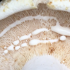 Lactifluus albopicrus