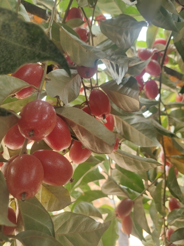 Elaeagnus macrantha
