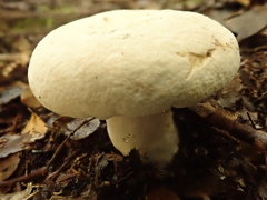 Lactifluus albopicrus