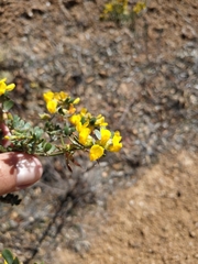 Acmispon dendroideus