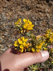 Acmispon dendroideus