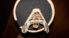 Imber tropicus
