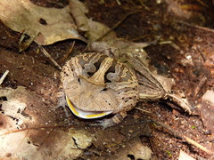 Amazonian Horned Frog photo 4