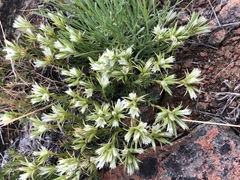 Eremogone franklinii