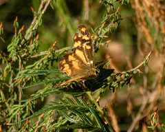 Heteronympha banksii banksii